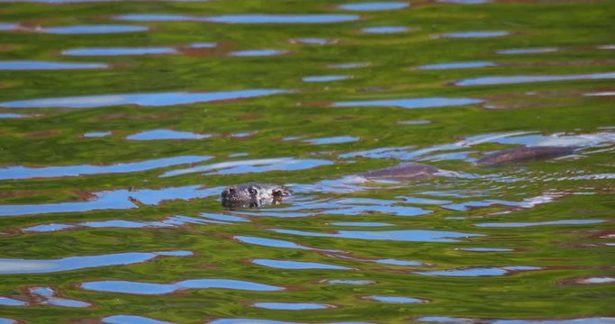 Otter juvenile swimming summer green river dive underwater river Ireland