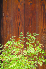 京都町屋の植木と壁