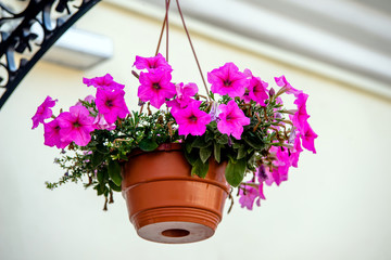 violet petunias grow on flower beds in the city 