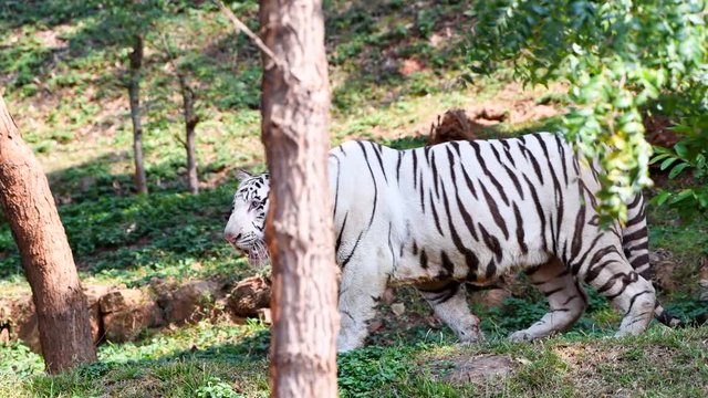 white tiger closeup playing trees green animal wildlife nature