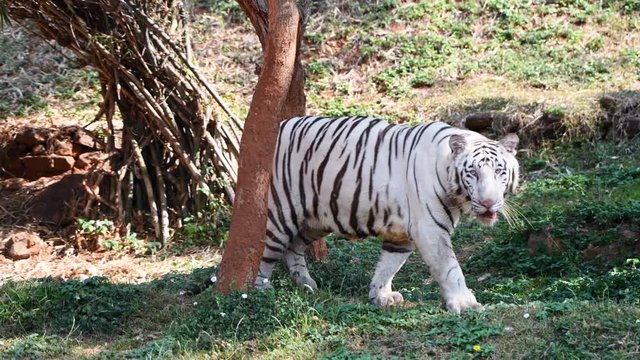 white tiger closeup playing trees green animal wildlife nature