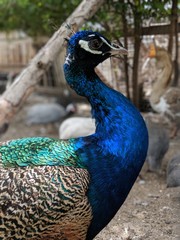 Fototapeta premium peacock in zoo