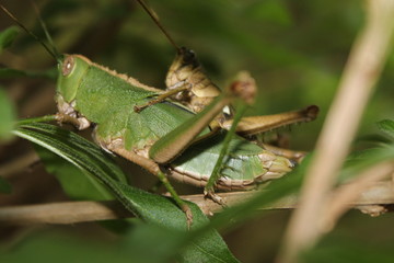 grasshopper