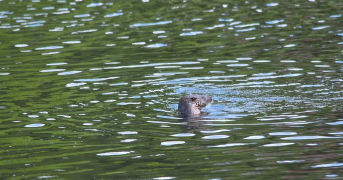 Otter juvenile eating chewing dives underwater river Ireland