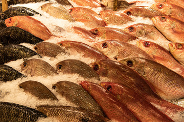 Fish Market Red Fish