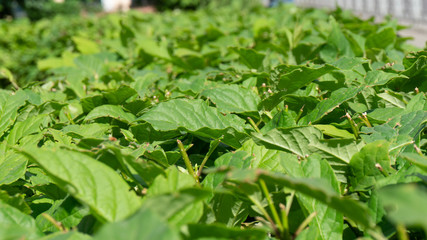 plants in the garden