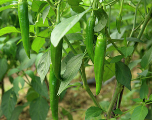 Green chilli pepper plants in growth at vegetable garden