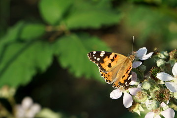 Fototapeta premium beautiful butterfly on a flower