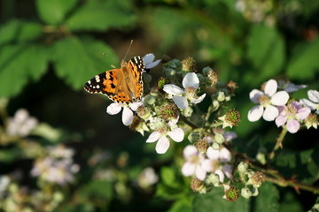 beautiful butterfly on a  flower