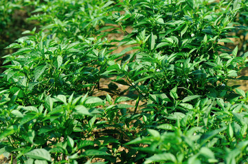 Green chilli pepper plants in growth at vegetable garden