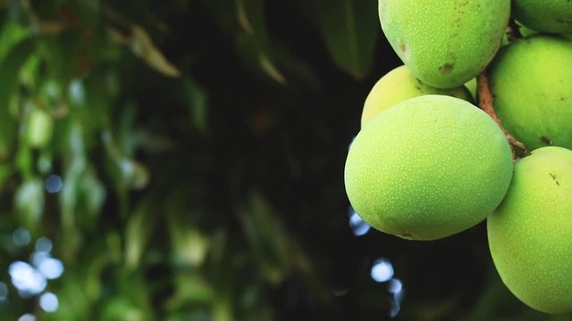 CU of Mango fruits on a mango tree