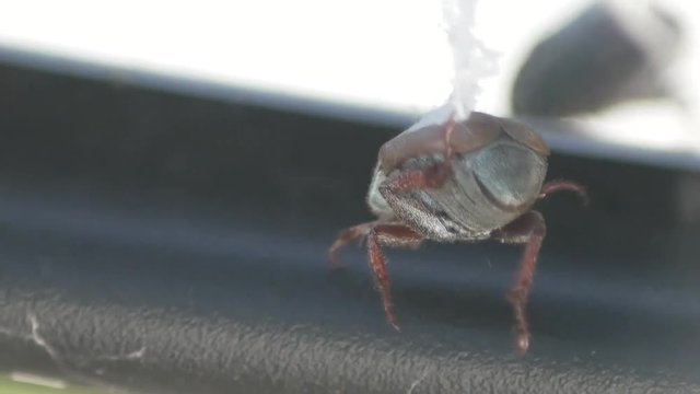 This Beatle stuck inside a web