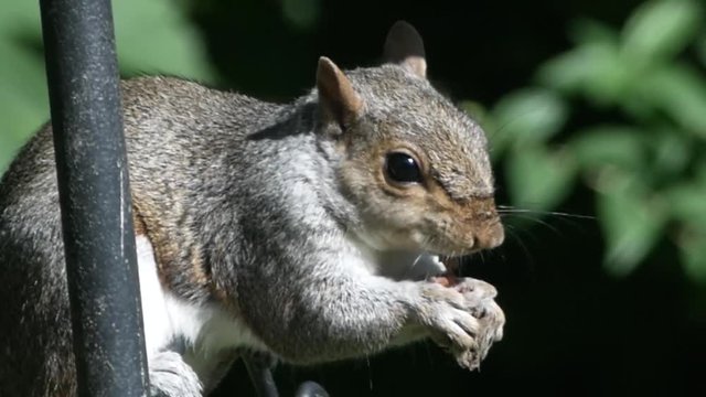 Found this moment with this squirrel I nicknamed Fred.