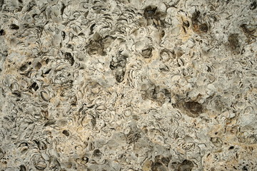 background texture stone shell