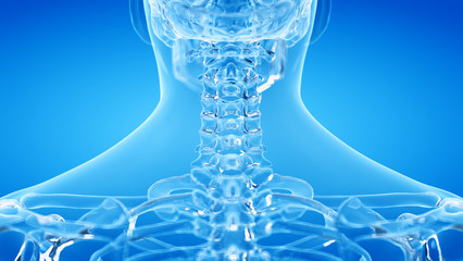 3d rendered illustration of the human, skeletal cervical spine