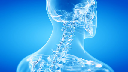 3d rendered illustration of the human, skeletal cervical spine