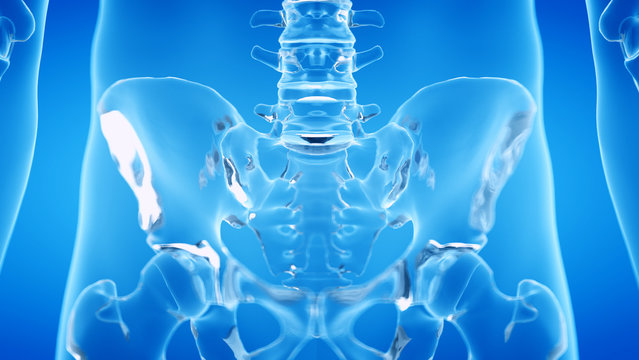 3d rendered illustration of the human, skeletal sacrum