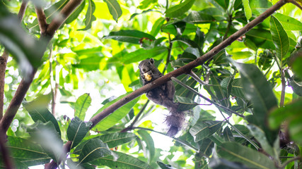 Small black squirrel Eat bananas on the tree.