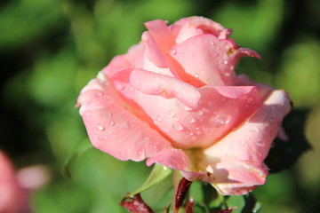 pink rose
