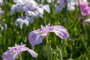 菖蒲　堀切菖蒲園　東京都葛飾区