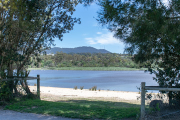 trees over the river