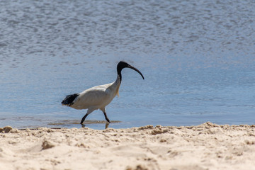 great blue heron on the beach