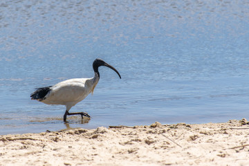 bird on the beach