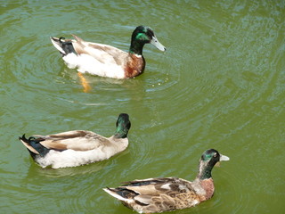 Obraz premium 水上のマガモ３羽(大阪府)