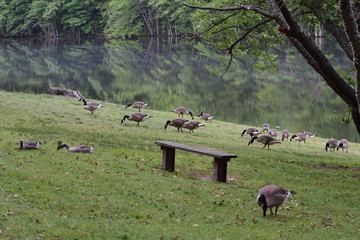 Geese walking on field