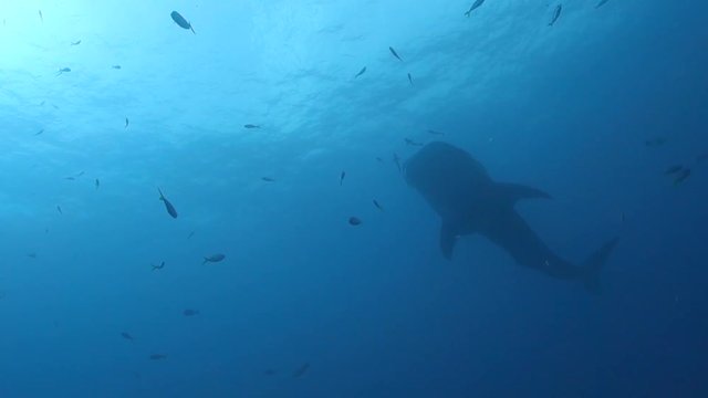 Silhouette view of a whale shark swimming gracefully through the sea; Koh Tao, Thailand.