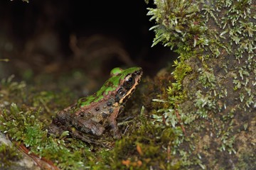 Swinhoe's frog(Odorrana swinhoana)(Boulenger, 1903)