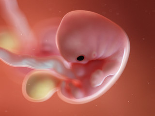 3d rendered illustration of twin fetuses - week 7