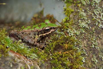 Swinhoe's frog(Odorrana swinhoana)(Boulenger, 1903)