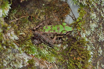 Swinhoe's frog(Odorrana swinhoana)(Boulenger, 1903)