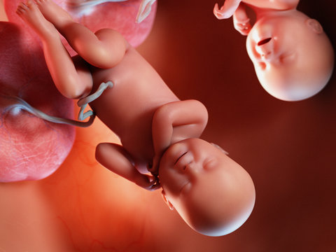 3d rendered illustration of twin fetuses - week 40
