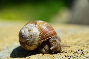 nahaufnahme einer weinbergschnecke die langsam aus ihrem schneckenhaus kommt