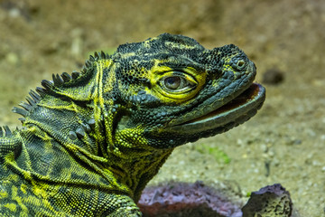 Iguana looking at the camera