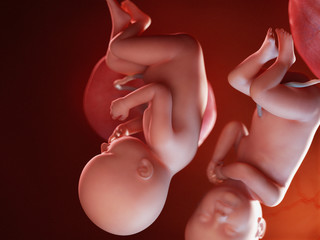 3d rendered illustration of twin fetuses - week 39