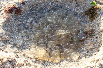 jelly fish egg