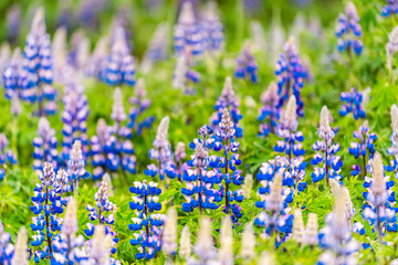 Colorful vibrant blue lupine flowers in Iceland with blurred blurry background bokeh blossoms during day