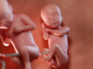 3d rendered illustration of twin fetuses - week 29