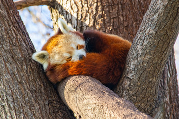 Red panda laying in a tree