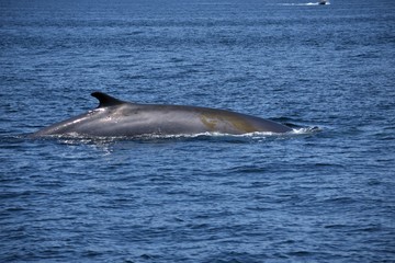 Fototapeta premium Fish Select