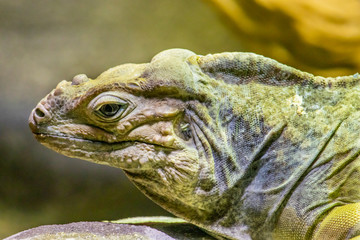 Close up of a rhinoceros iguana 