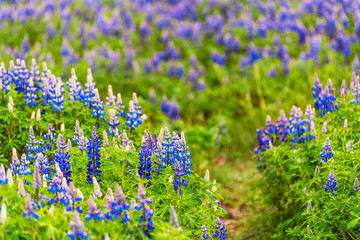 Colorful vibrant blue lupine flowers in Iceland and trail path blurred blurry background bokeh blossoms during rainy day