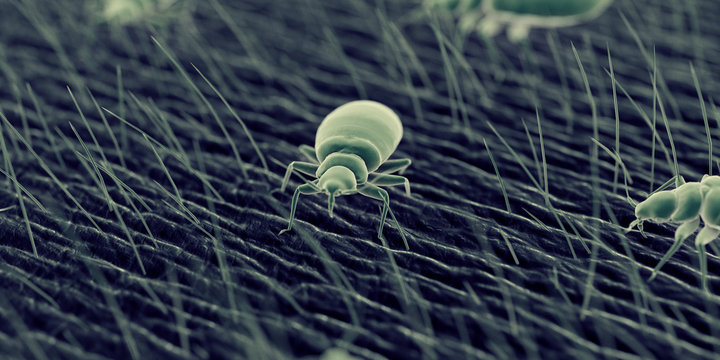 3d rendered illustration of a bed bug