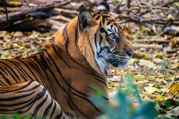 Tiger laying amongst the trees