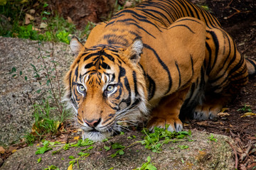 Tiger Crouching amongst the trees