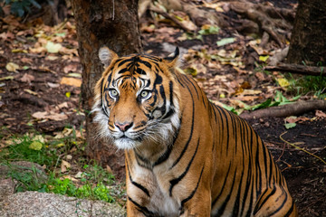 Tiger Crouching amongst the trees