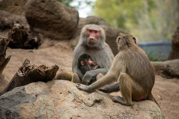 Mother baboon feeding her baby